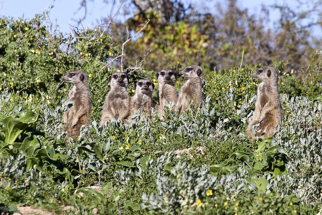 Buffelsdrift Game Lodge Oudtshoorn Exterior foto